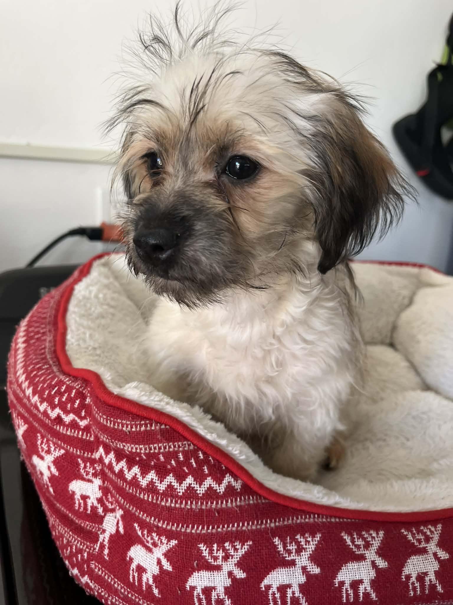 Dulce, adopted, Puppy Female Miniature Schnauzer & Chihuahua.