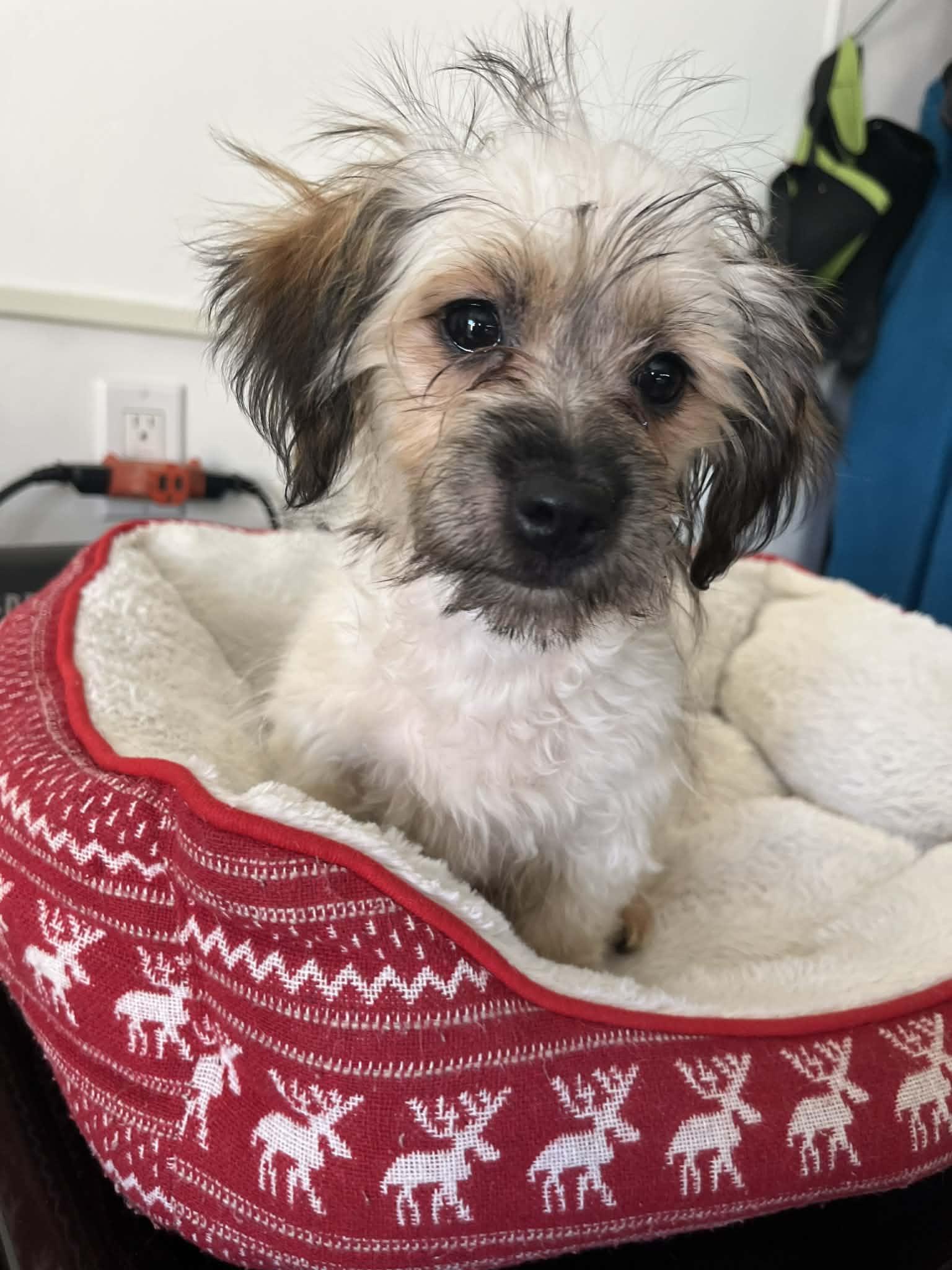 Enlarge Dulce, an adopted mixed breed in Poway, CA image 2/4