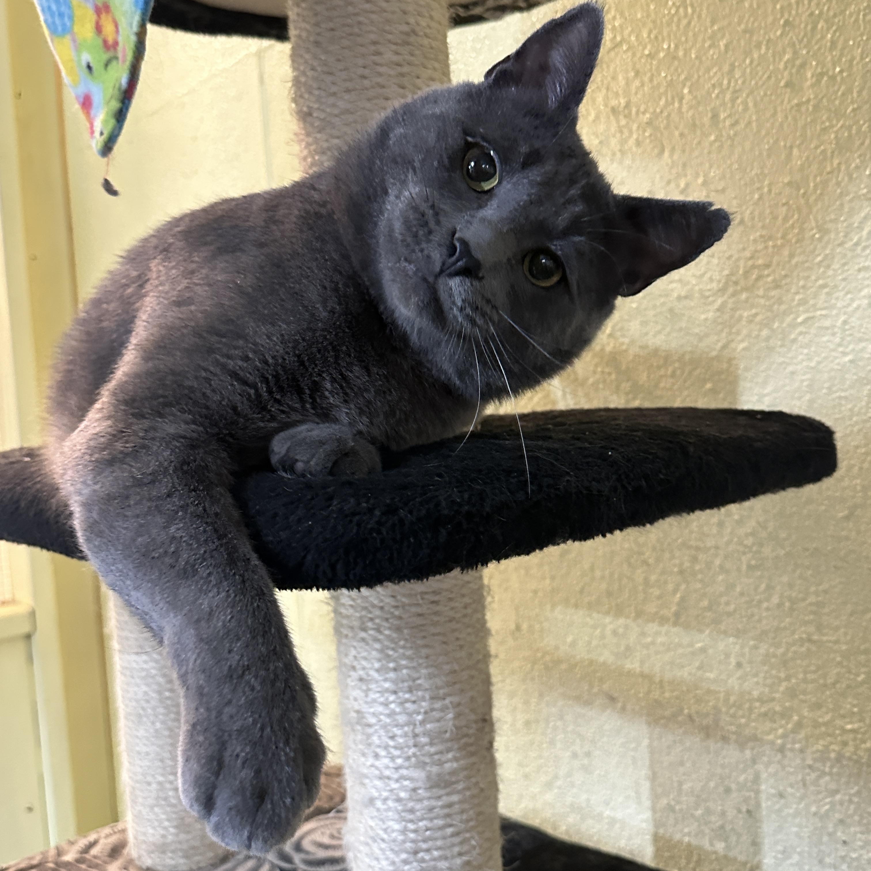 Lil' Dude, an adopted mixed breed in Anchorage, AK image 1/6