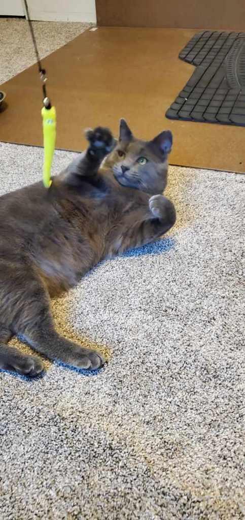 Lil' Dude, an adopted mixed breed in Anchorage, AK image 6/6