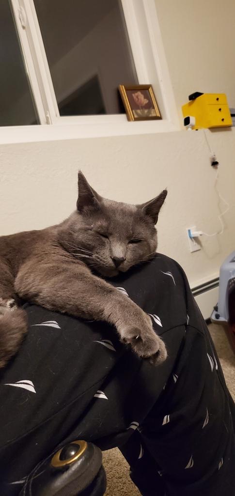 Lil' Dude, an adopted mixed breed in Anchorage, AK image 2/6