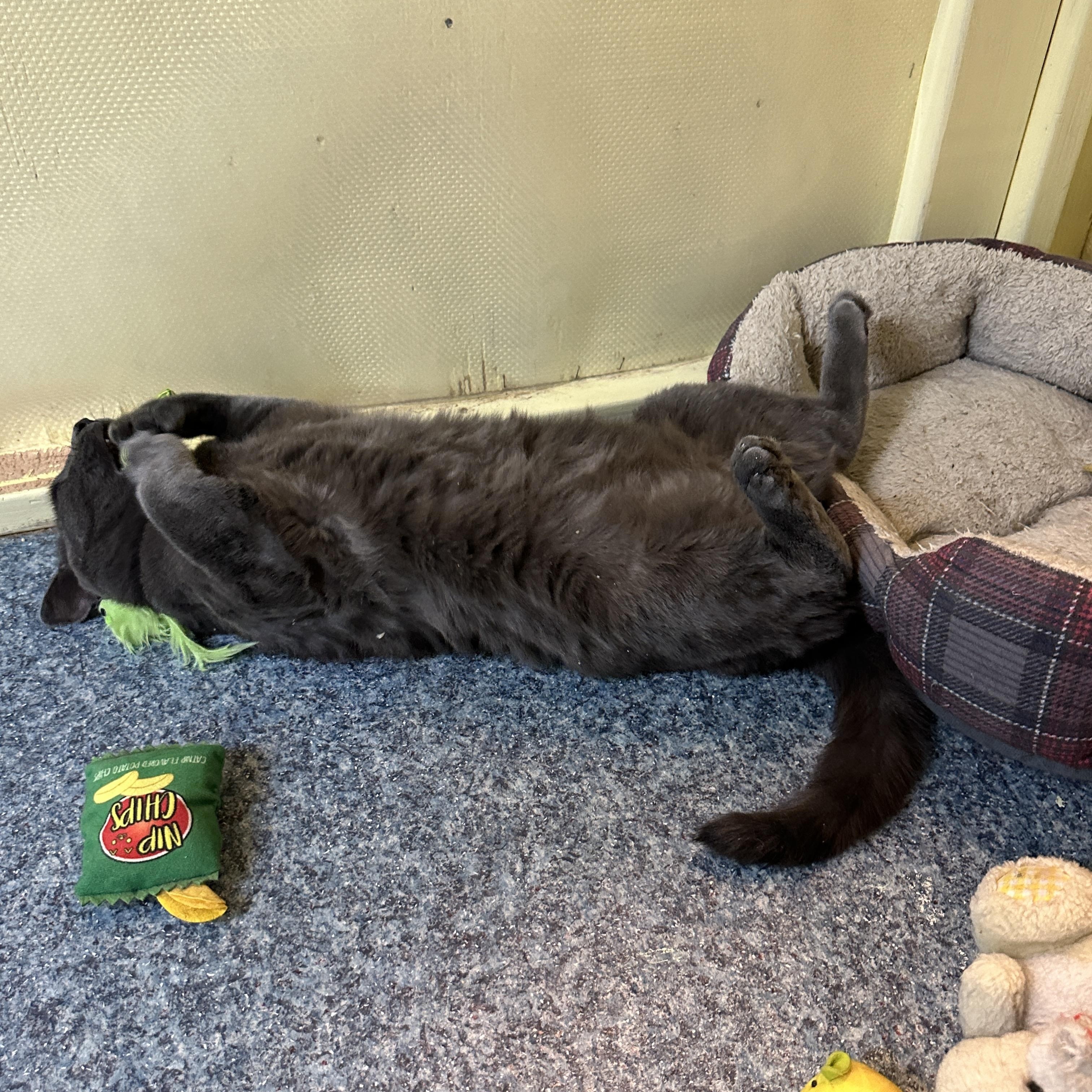 Lil' Dude, an adopted mixed breed in Anchorage, AK image 3/6