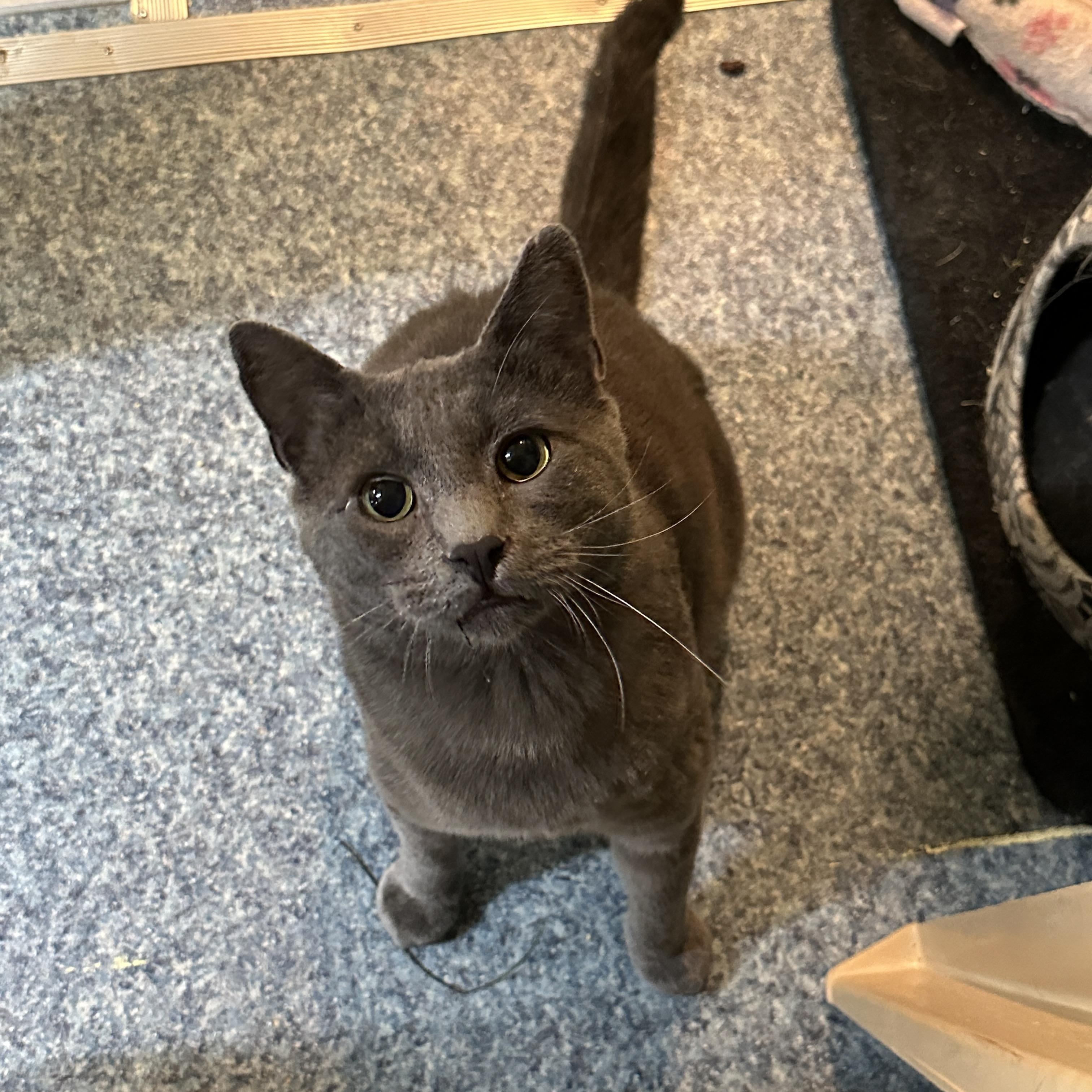 Lil' Dude, an adopted mixed breed in Anchorage, AK image 5/6