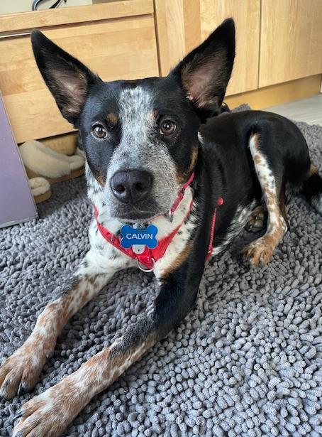 Enlarge Calvin, an adopted mixed breed in Friendship Heights, DC image 1/6