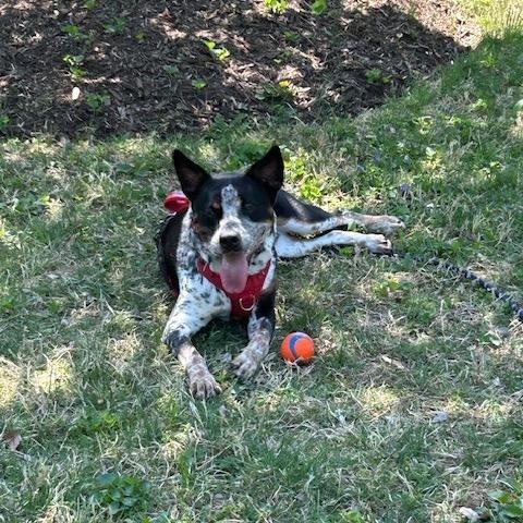 Enlarge Calvin, an adopted mixed breed in Friendship Heights, DC image 5/6