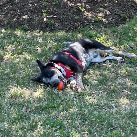 Enlarge Calvin, an adopted mixed breed in Friendship Heights, DC image 6/6