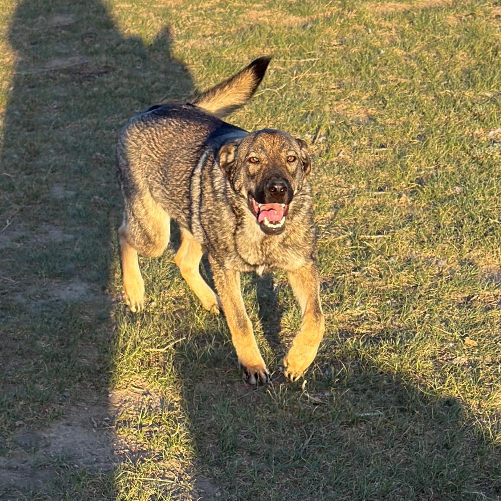 Mopsie, a Adoptable mixed breed in Dodson, MT image 2/6