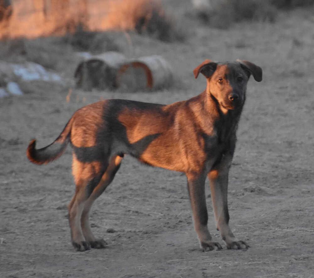 Mopsie, a Adoptable mixed breed in Dodson, MT image 3/6