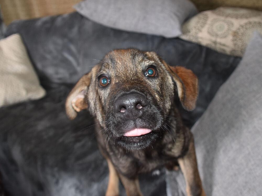 Mopsie, a Adoptable mixed breed in Dodson, MT image 4/6