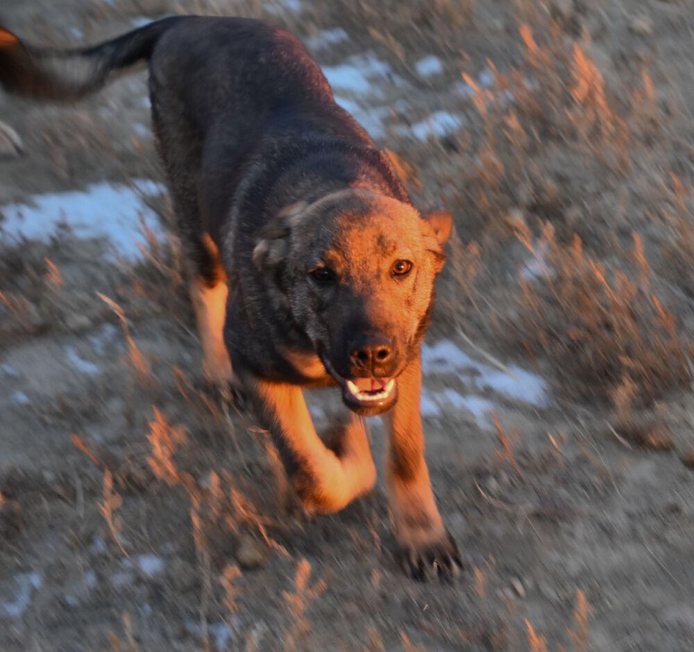 Mopsie, a Adoptable mixed breed in Dodson, MT image 6/6