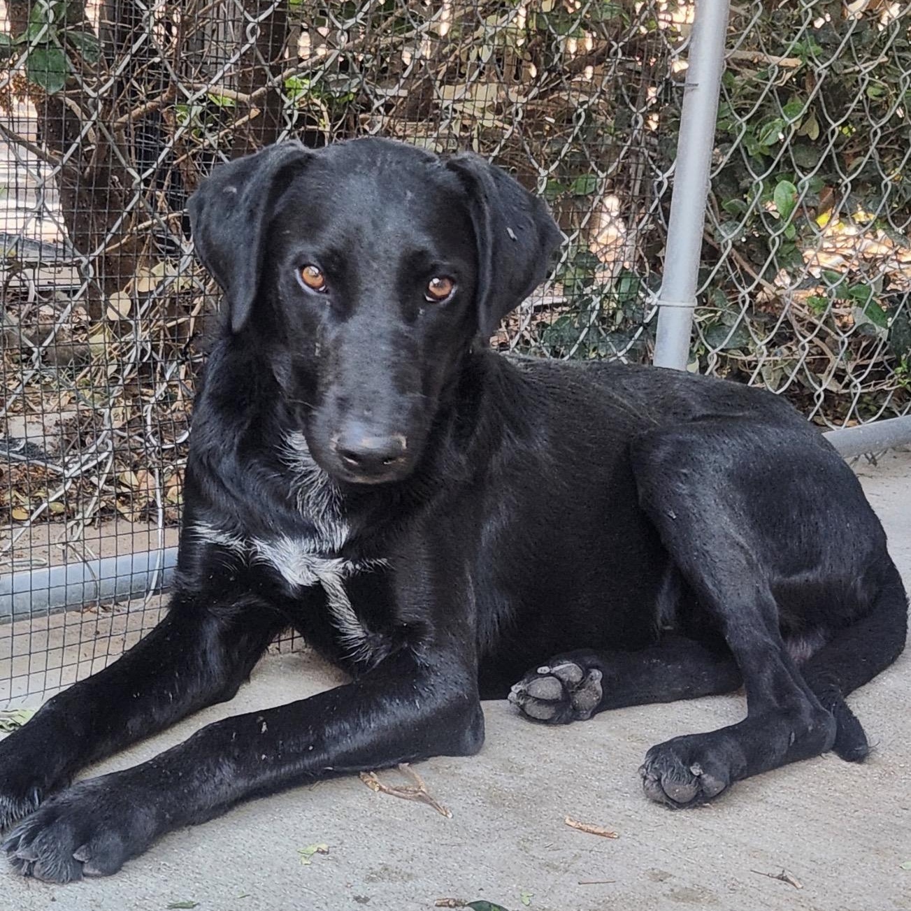 Pleakley, ADOPTABLE, Young Male Labrador Retriever.