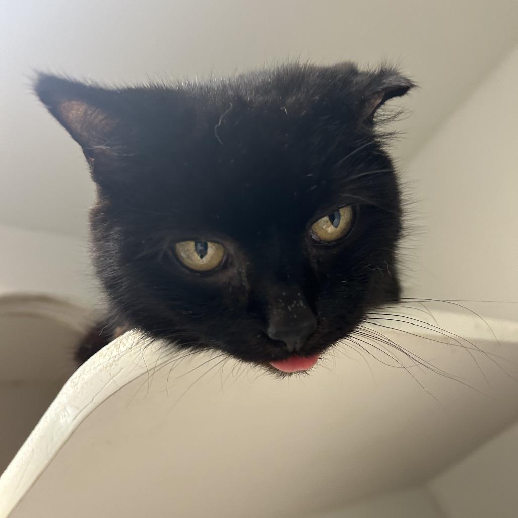 Ambrosia, Adoptable, Senior Female Domestic Short Hair.