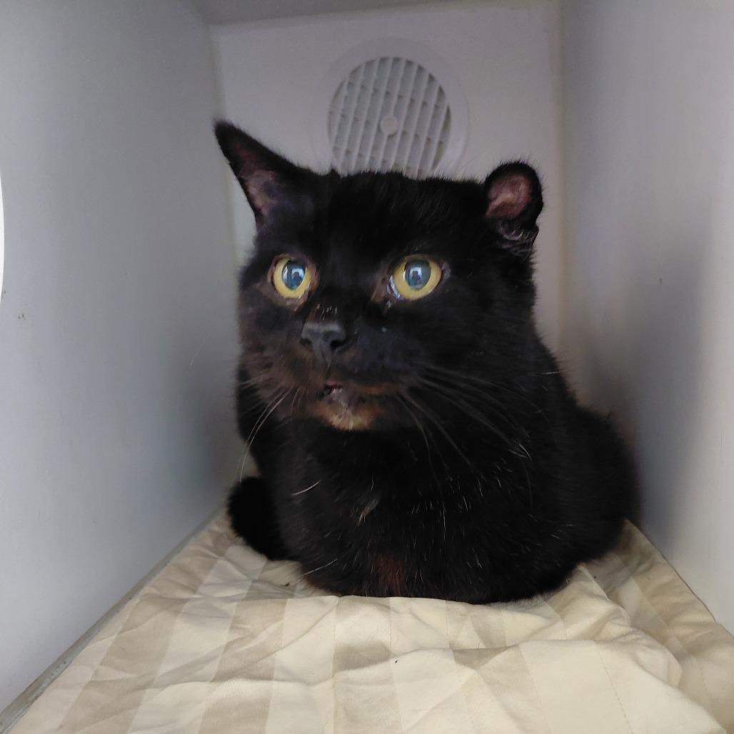 Enlarge Ambrosia, a Adoptable Domestic Short Hair in Philadelphia, PA image 2/6