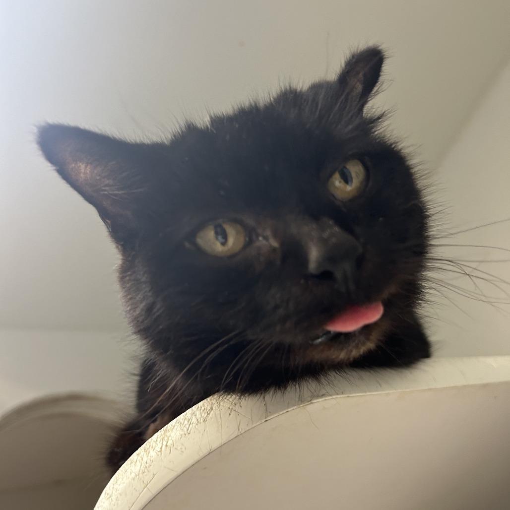 Enlarge Ambrosia, a Adoptable Domestic Short Hair in Philadelphia, PA image 3/6