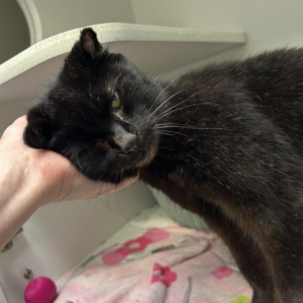 Enlarge Ambrosia, a Adoptable Domestic Short Hair in Philadelphia, PA image 4/6