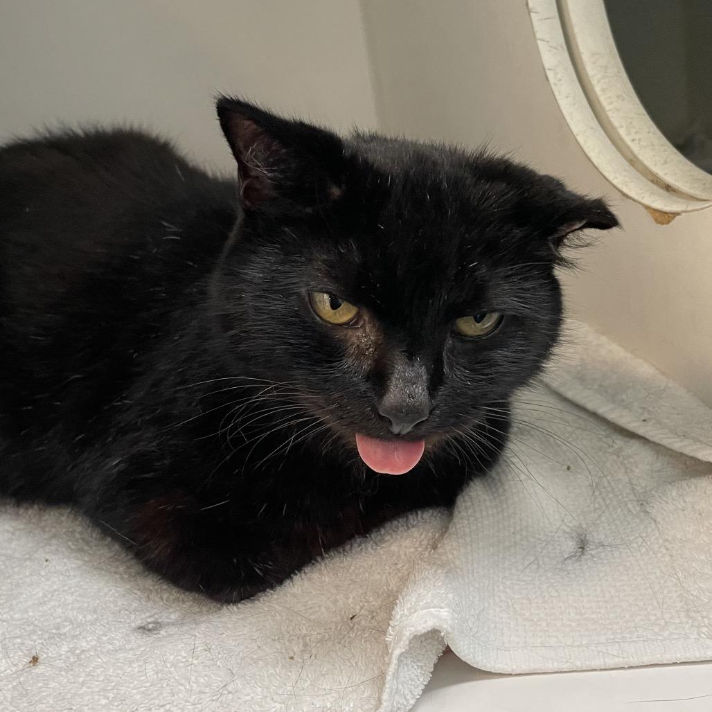 Enlarge Ambrosia, a Adoptable Domestic Short Hair in Philadelphia, PA image 5/6