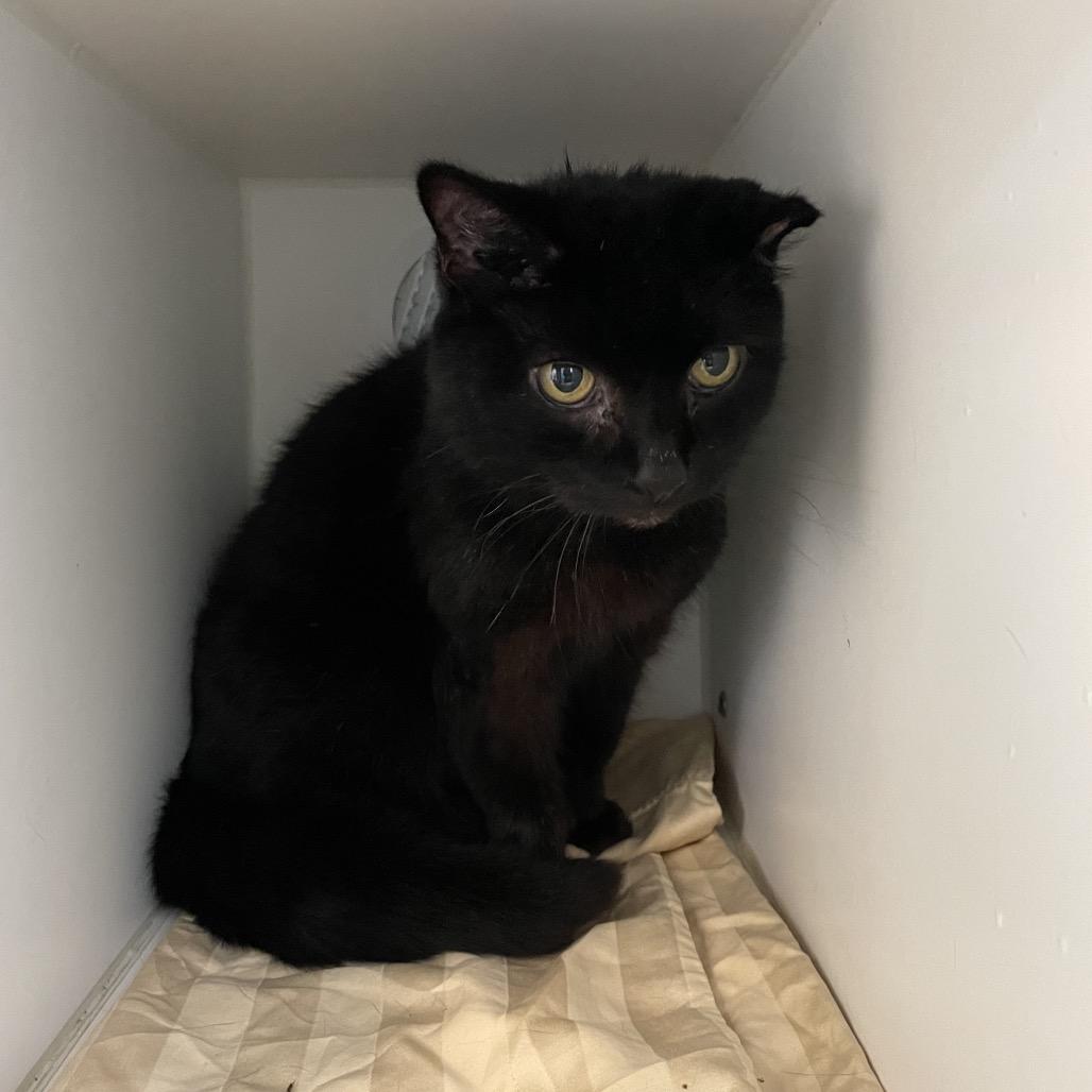 Enlarge Ambrosia, a Adoptable Domestic Short Hair in Philadelphia, PA image 6/6