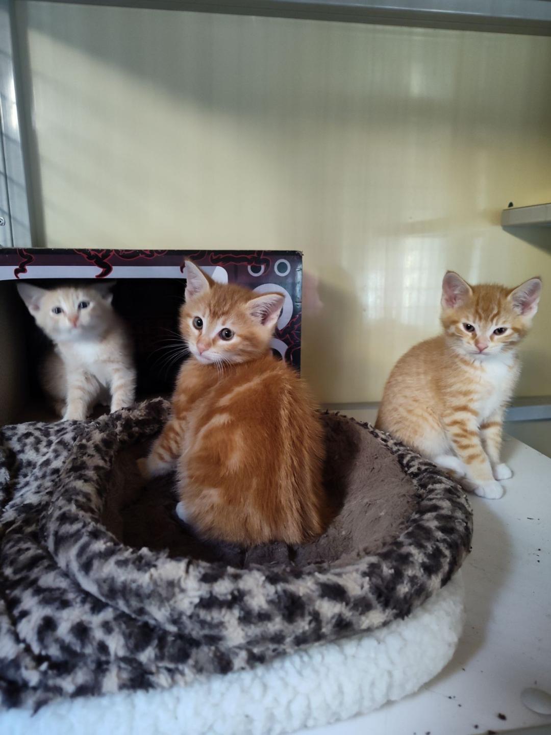 Cat for adoption 3 Orange male kittens Rusty Leo Zeke, a Domestic