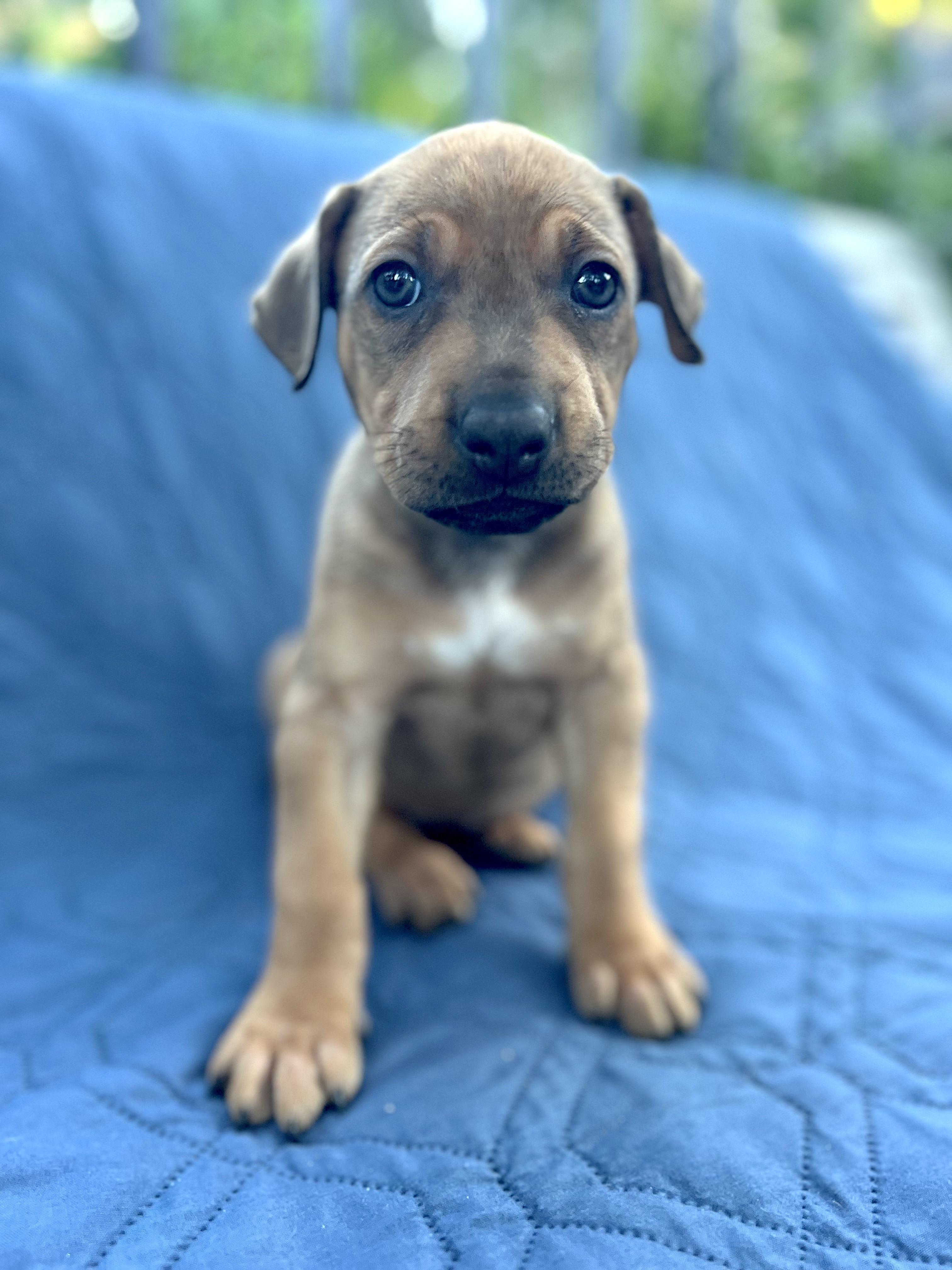 Hazel (Vintage Litter), a Adoptable mixed breed in Redwood City, CA image 5/6