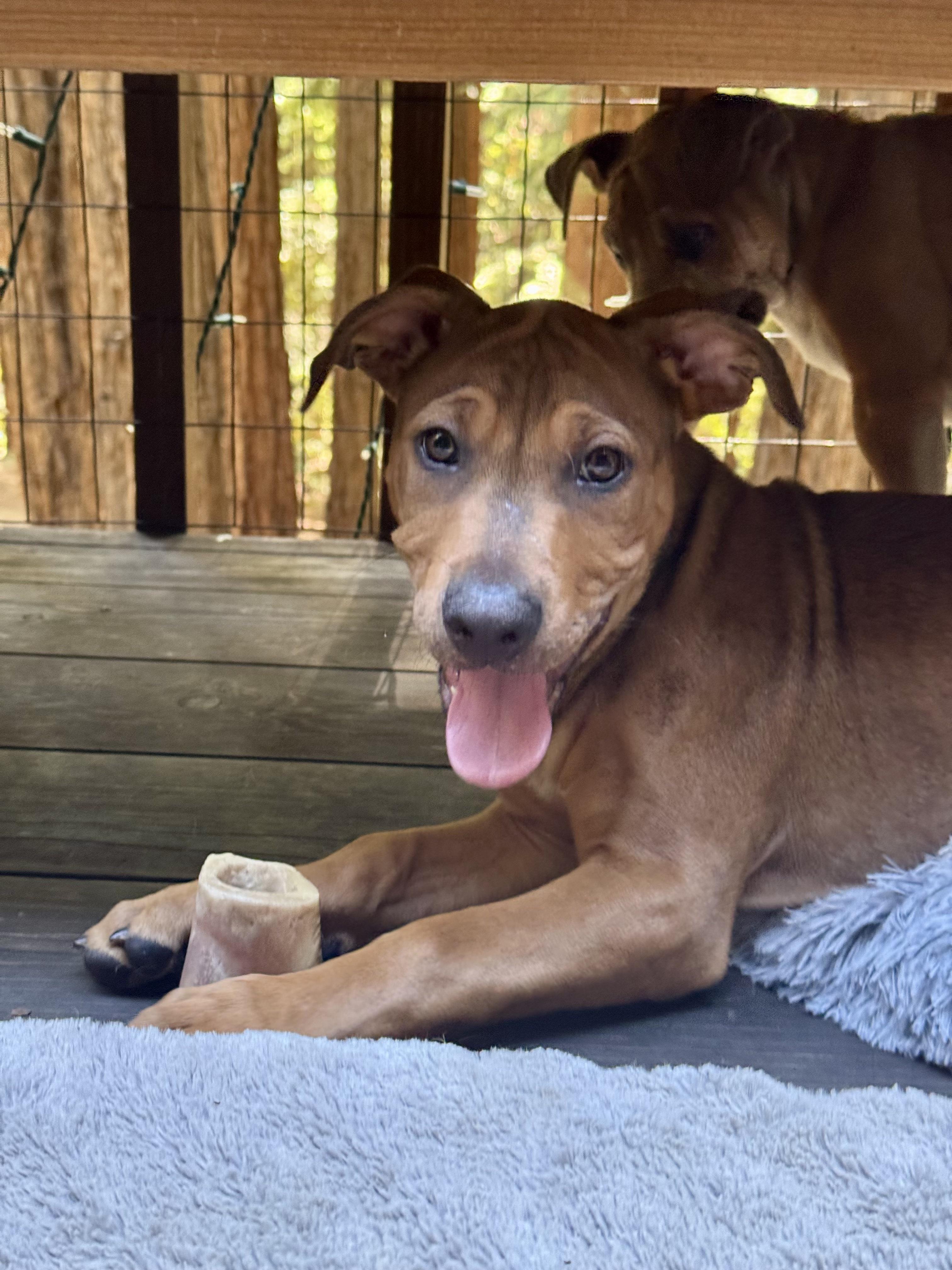 Hazel (Vintage Litter), a Adoptable mixed breed in Redwood City, CA image 2/6
