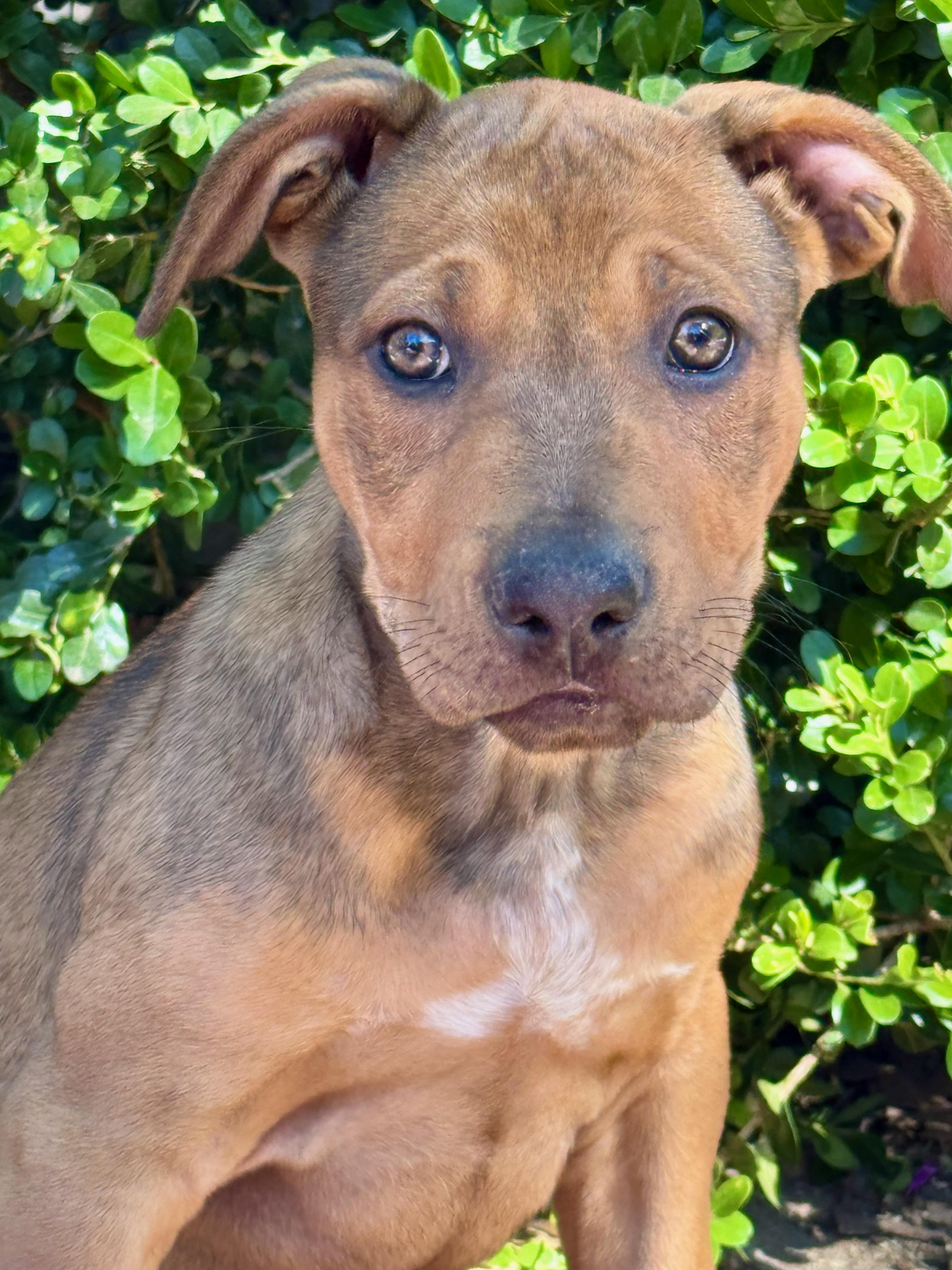Hazel (Vintage Litter), a Adoptable mixed breed in Redwood City, CA image 1/6
