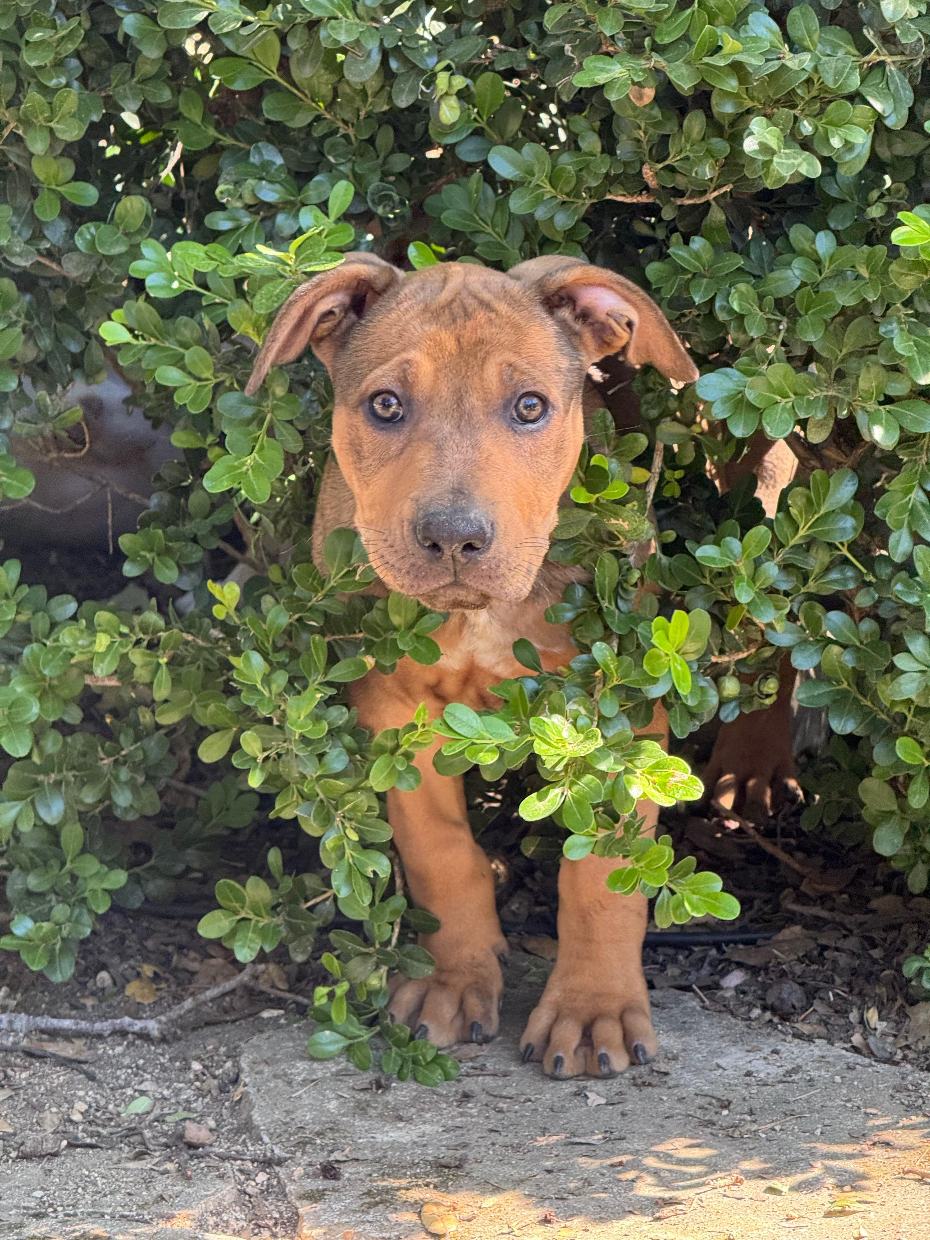 Hazel (Vintage Litter), a Adoptable mixed breed in Redwood City, CA image 3/6