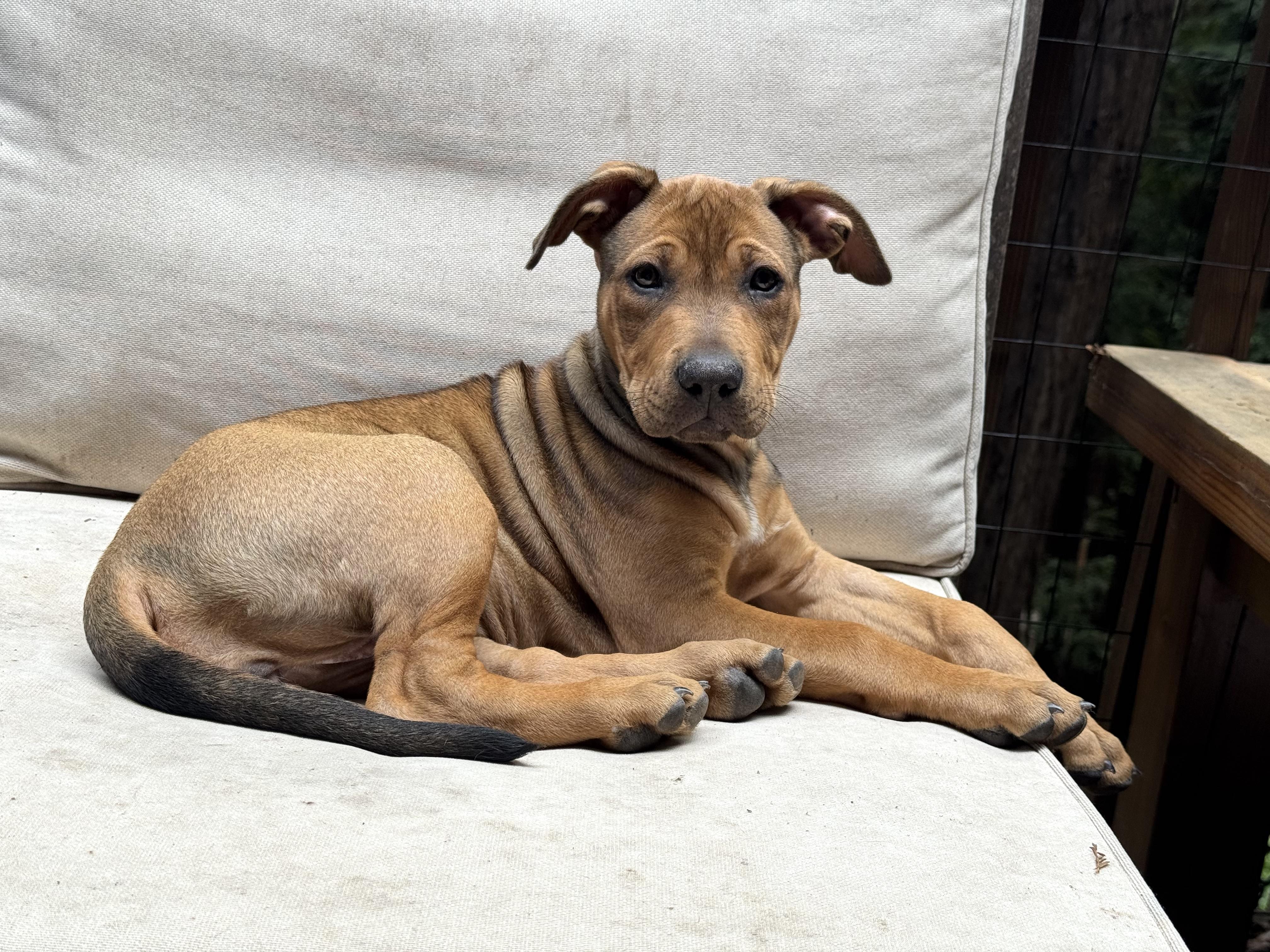 Hazel (Vintage Litter), a Adoptable mixed breed in Redwood City, CA image 4/6