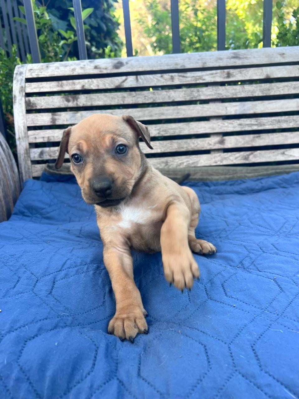 Hazel (Vintage Litter), a Adoptable mixed breed in Redwood City, CA image 6/6