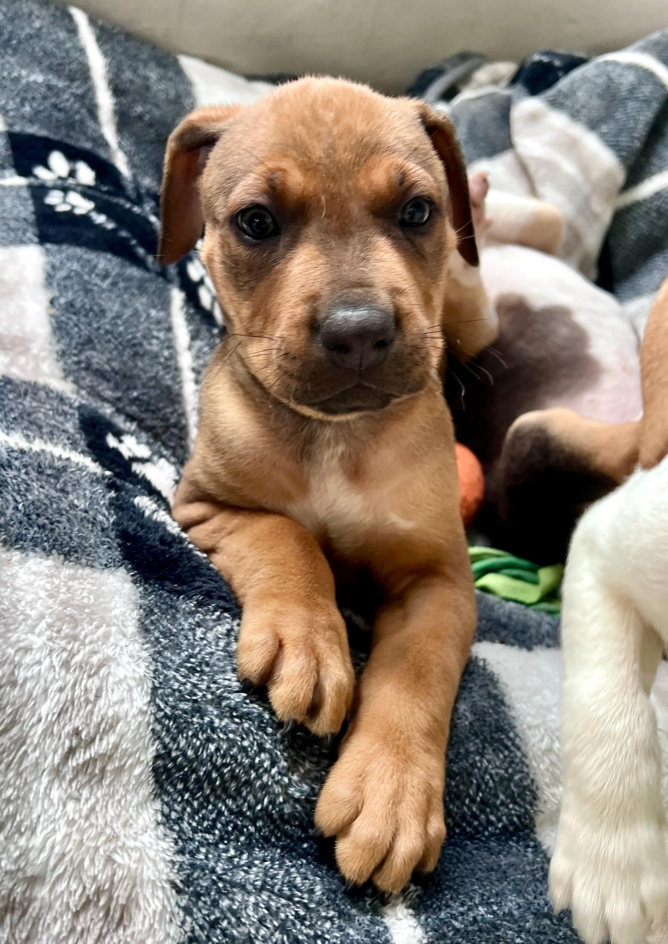 Hazel (Vintage Litter), a Adoptable mixed breed in Redwood City, CA image 2/6