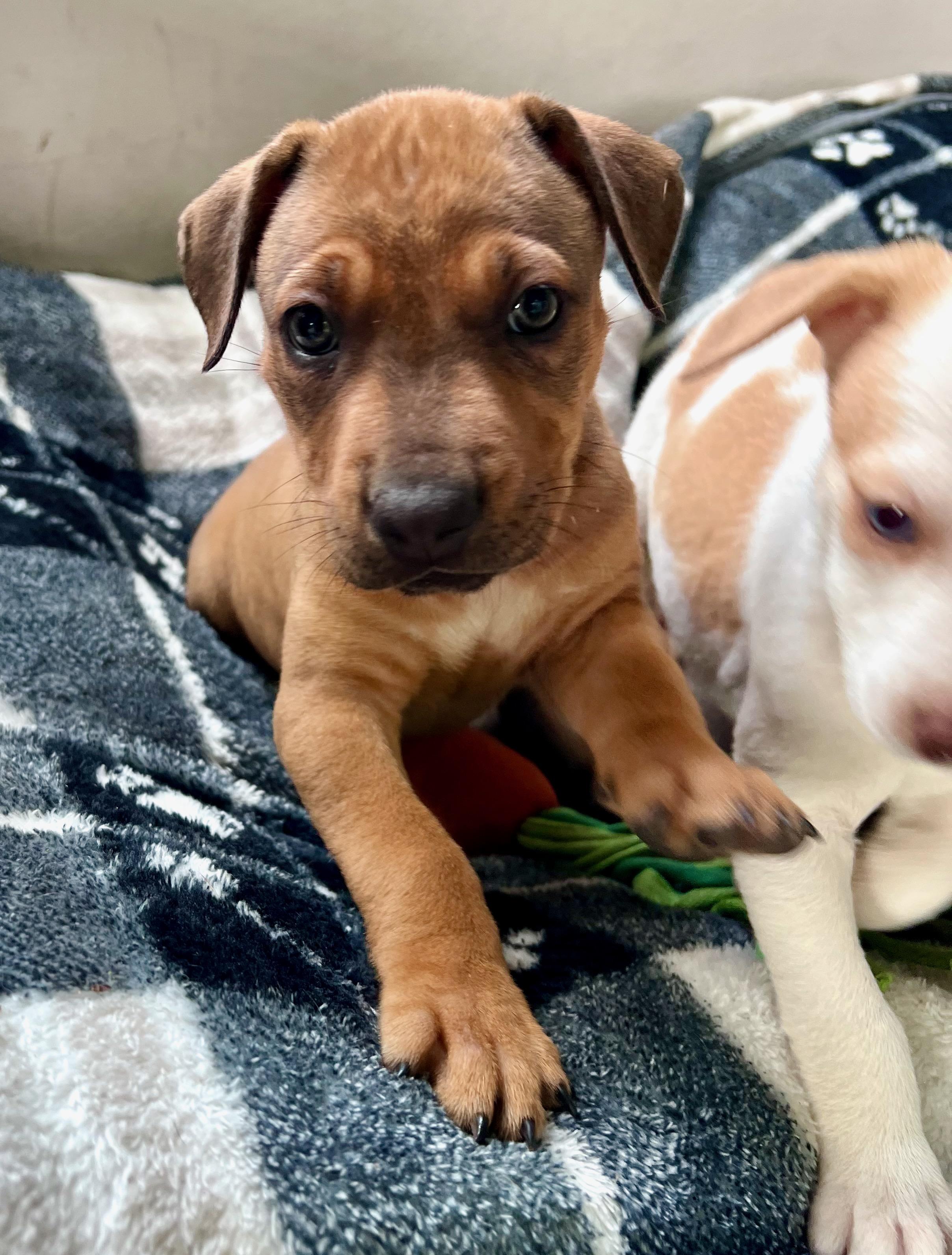 Hazel (Vintage Litter), a Adoptable mixed breed in Redwood City, CA image 4/6