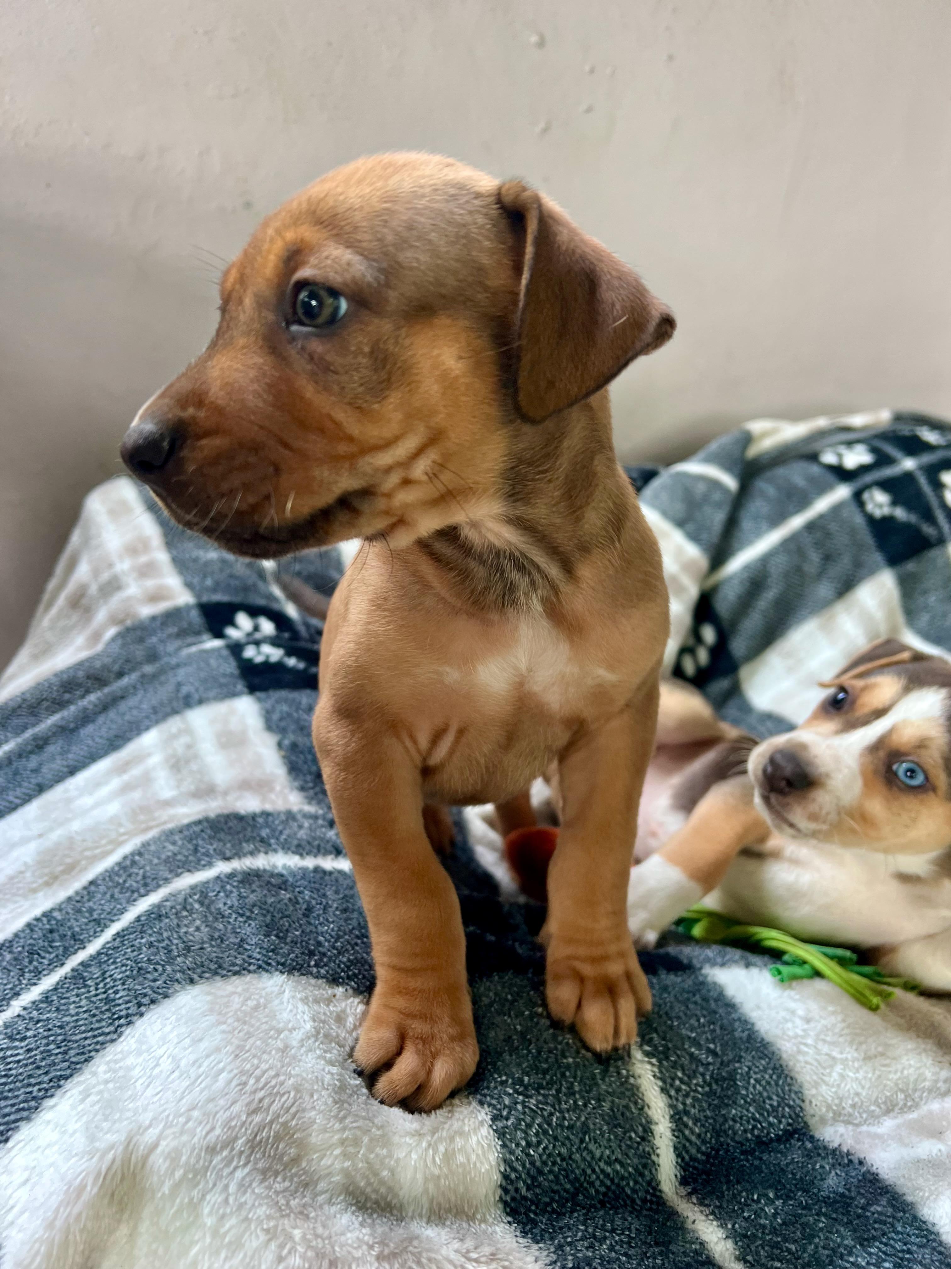 Hazel (Vintage Litter), a Adoptable mixed breed in Redwood City, CA image 3/6