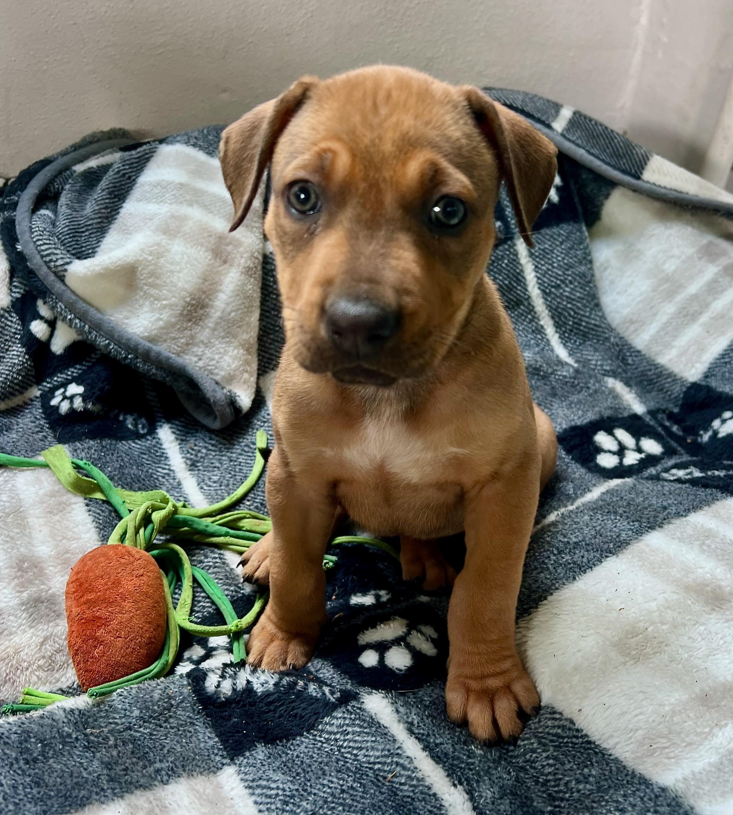 Hazel (Vintage Litter), a Adoptable mixed breed in Redwood City, CA image 1/6