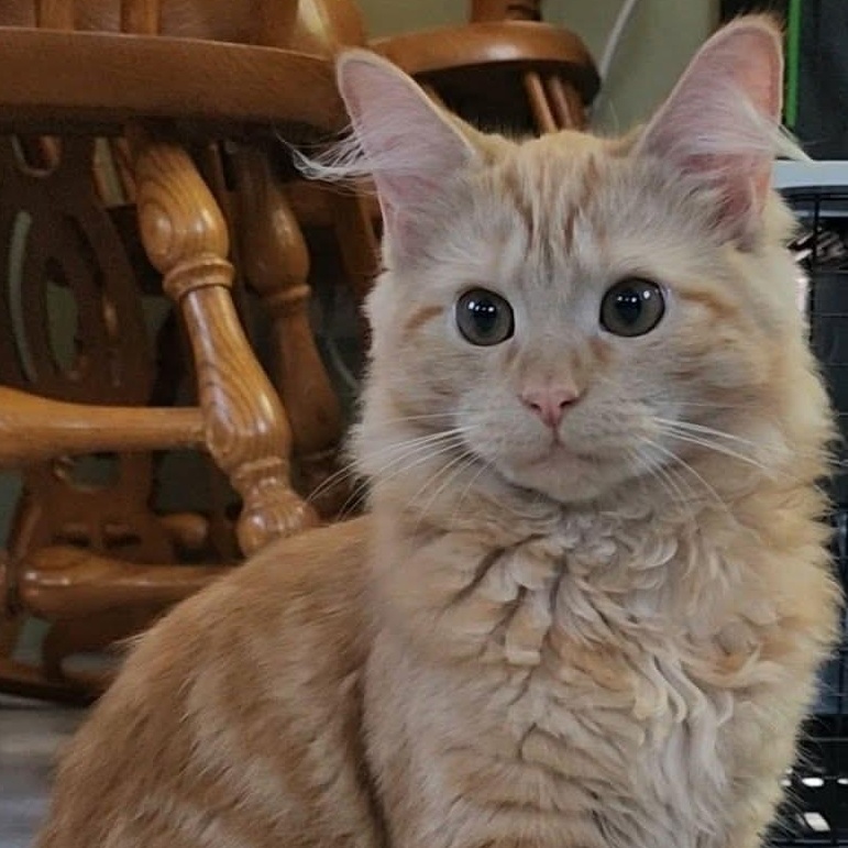 Enlarge Misslyn & Mulac--BONDED SIBS (pending adoption), a Adoption Pending Domestic Medium Hair in Fair Haven, VT image 4/5