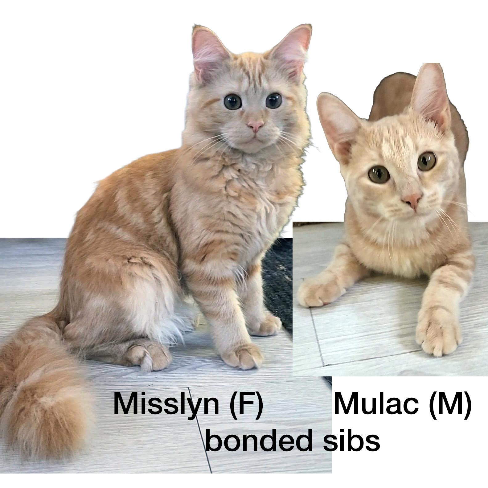 Enlarge Misslyn & Mulac--BONDED SIBS (pending adoption), a Adoption Pending Domestic Medium Hair in Fair Haven, VT image 1/5