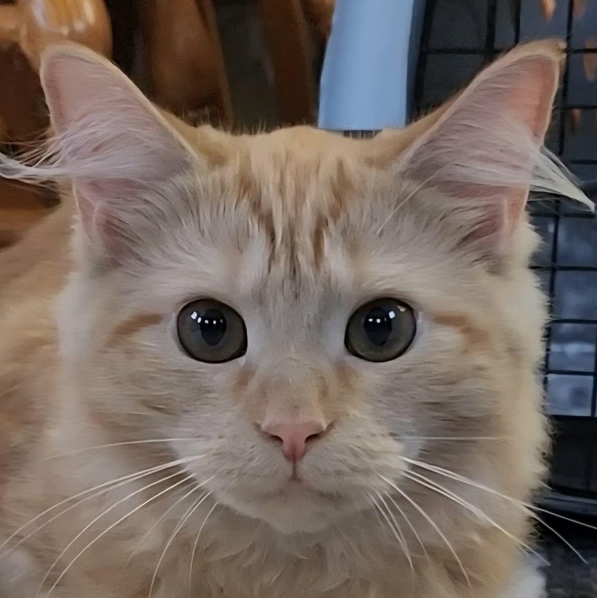 Enlarge Misslyn & Mulac--BONDED SIBS (pending adoption), a Adoption Pending Domestic Medium Hair in Fair Haven, VT image 2/5
