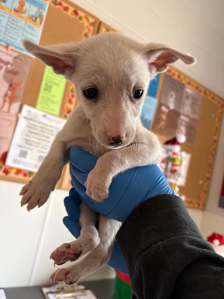 Cupid, a Adoptable mixed breed in Belton, TX image 1/4