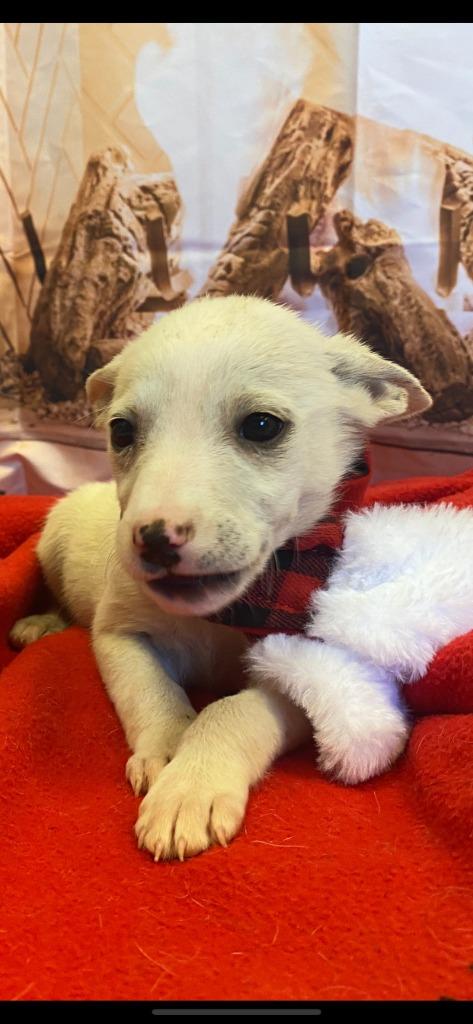 Cupid, a Adoptable mixed breed in Belton, TX image 1/4