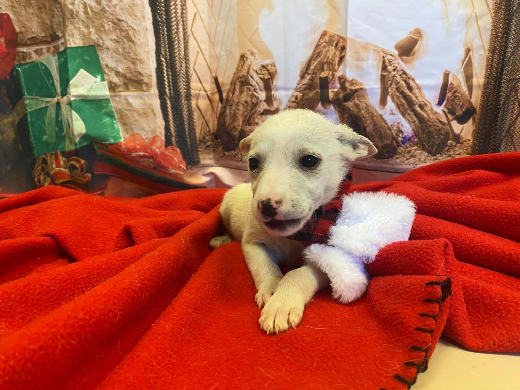 Cupid, a Adoptable mixed breed in Belton, TX image 2/4