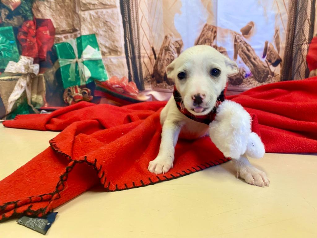 Cupid, a Adoptable mixed breed in Belton, TX image 3/4