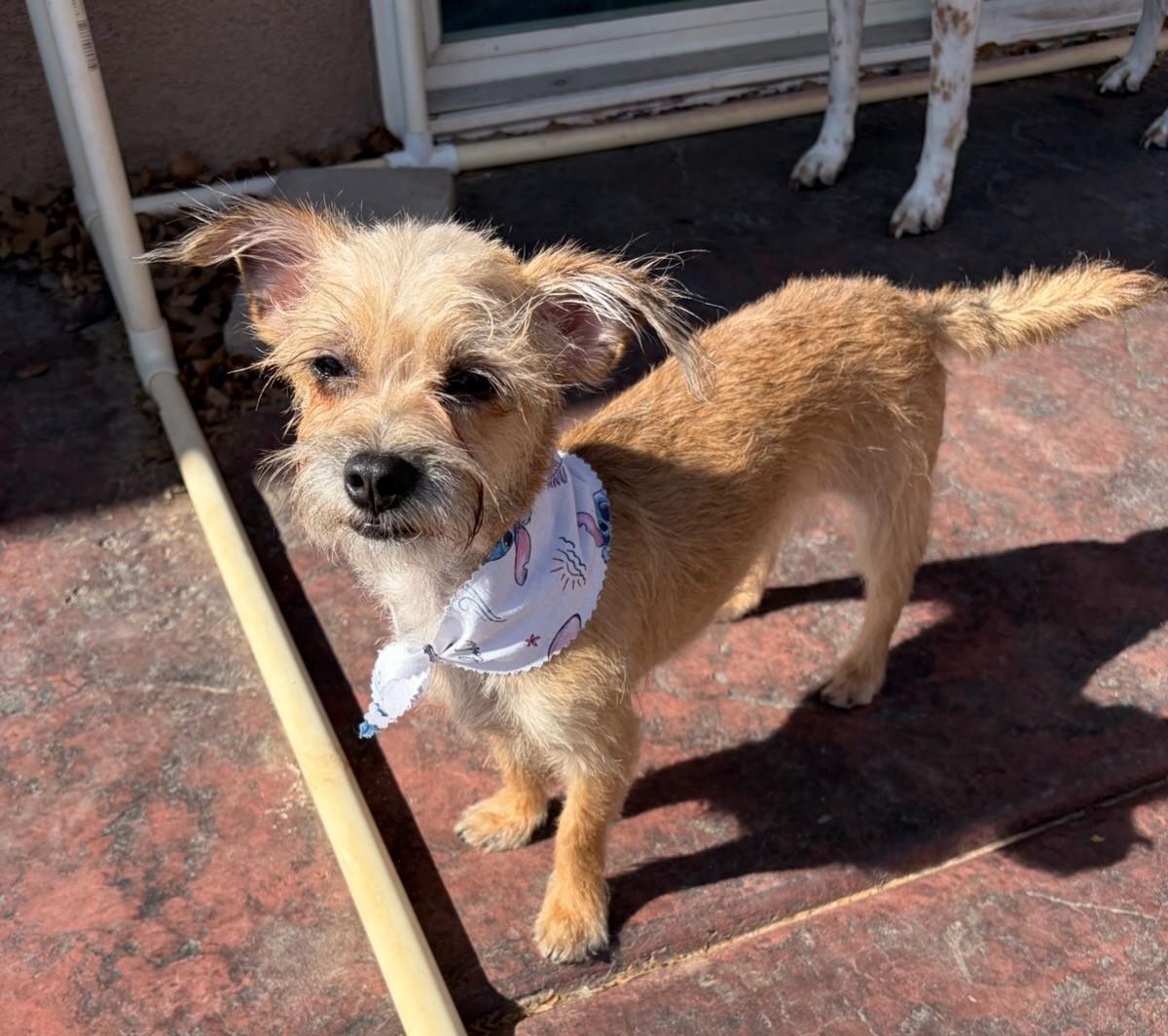 Enlarge Sasha, a ADOPTABLE mixed breed in Albuquerque, NM image 1/1