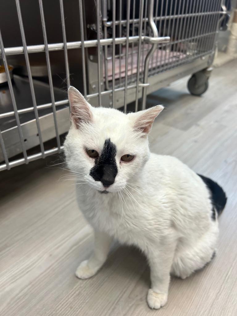 Jax, Adoptable, Senior Male Domestic Short Hair.