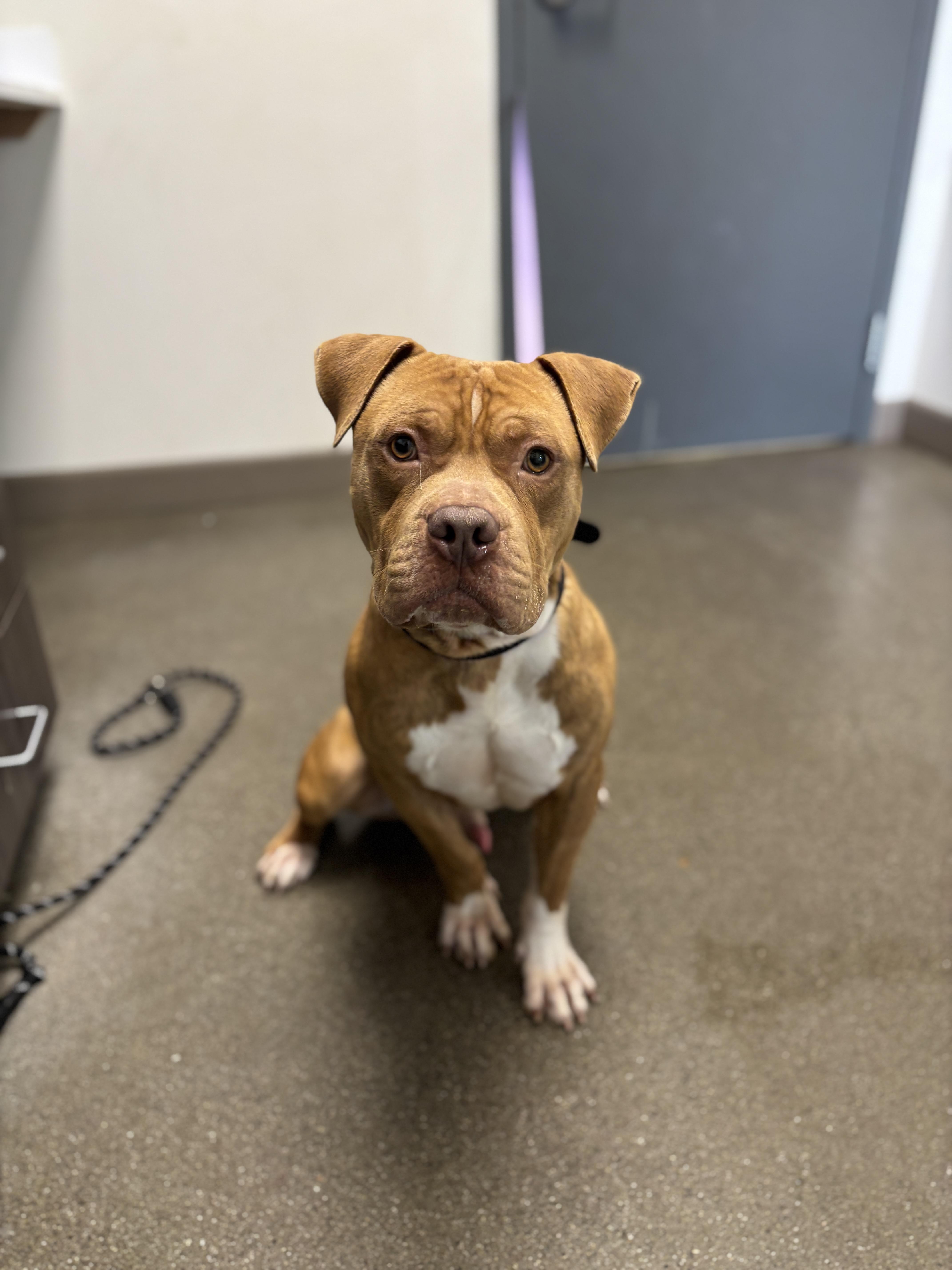 Big Red, Adoptable, Adult Male Pit Bull Terrier.