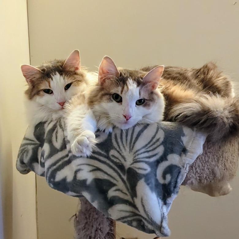 Charlotte, a Adoptable Domestic Medium Hair in Buffalo, NY image 1/6