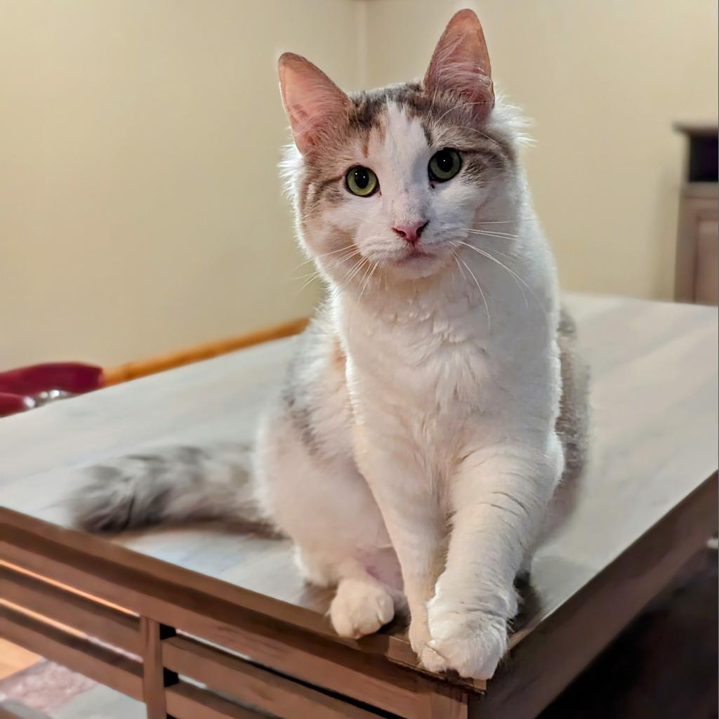 Enlarge Charlotte, a Adoptable Domestic Medium Hair in Buffalo, NY image 1/6