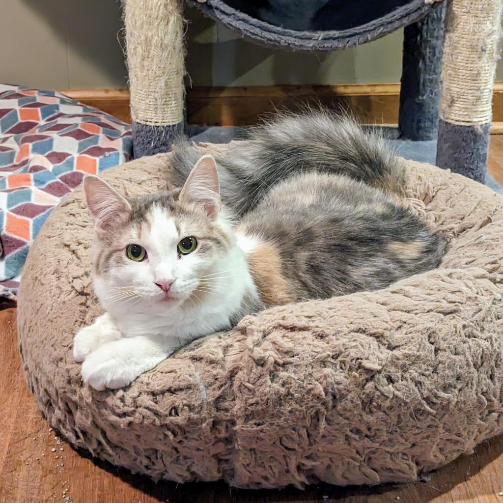 Charlotte, a Adoptable Domestic Medium Hair in Buffalo, NY image 2/6