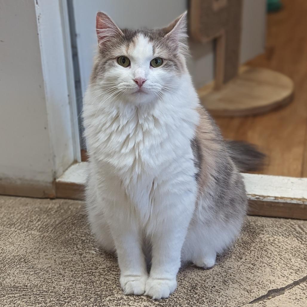 Charlotte, a Adoptable Domestic Medium Hair in Buffalo, NY image 3/6
