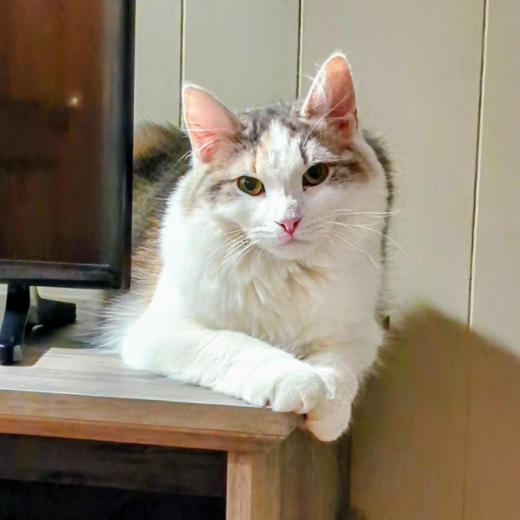 Charlotte, a Adoptable Domestic Medium Hair in Buffalo, NY image 4/6