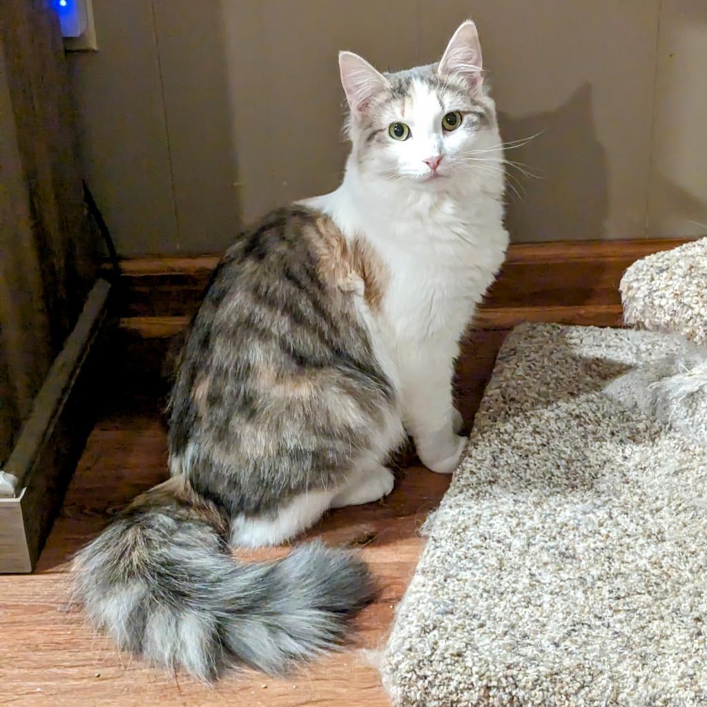 Charlotte, a Adoptable Domestic Medium Hair in Buffalo, NY image 5/6