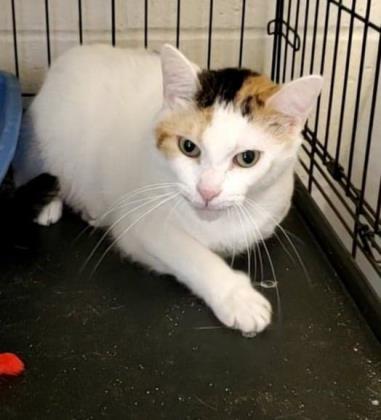Enlarge Babe, a Adoptable Domestic Short Hair in Anderson, IN image 3/3
