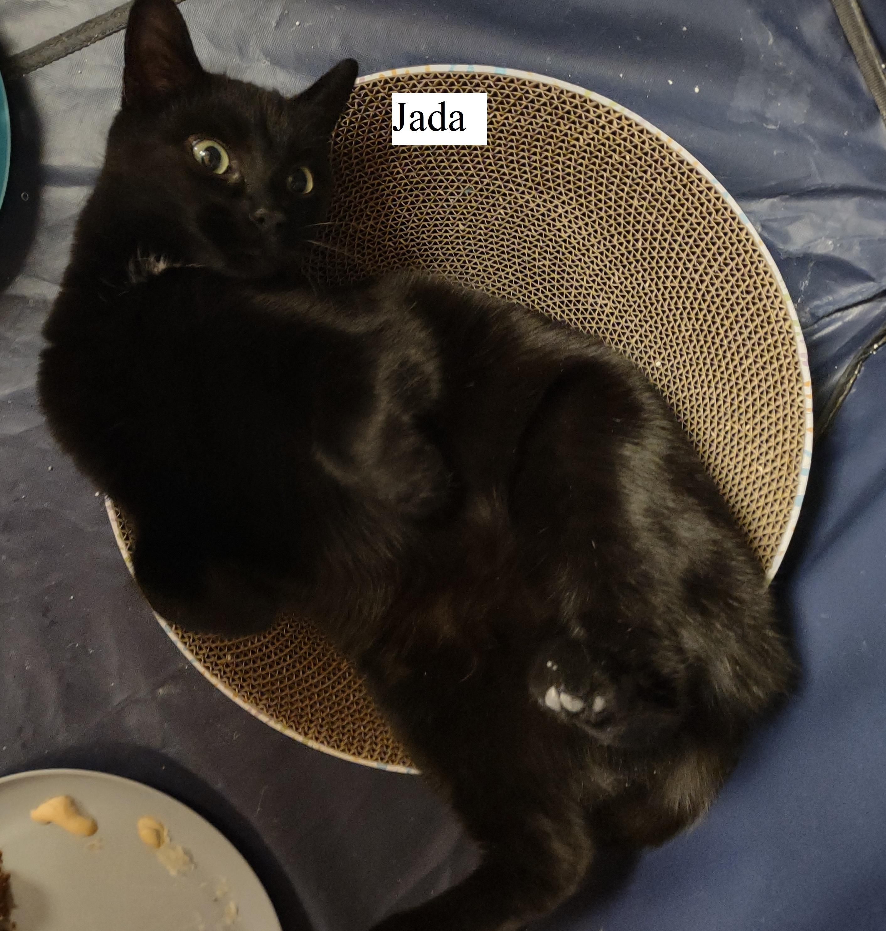 Enlarge Jada, a ADOPTABLE mixed breed in Montour Falls, NY image 1/4